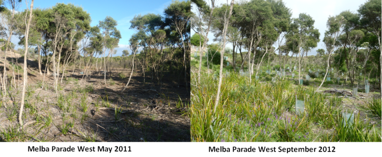 Melba Parade, the Anglesea site where the seven-year restoration project has been taking place, has seen significant improvements over the years.