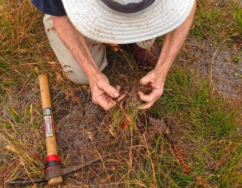Invasive orchids get the boot